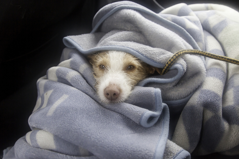 moving companies packing services